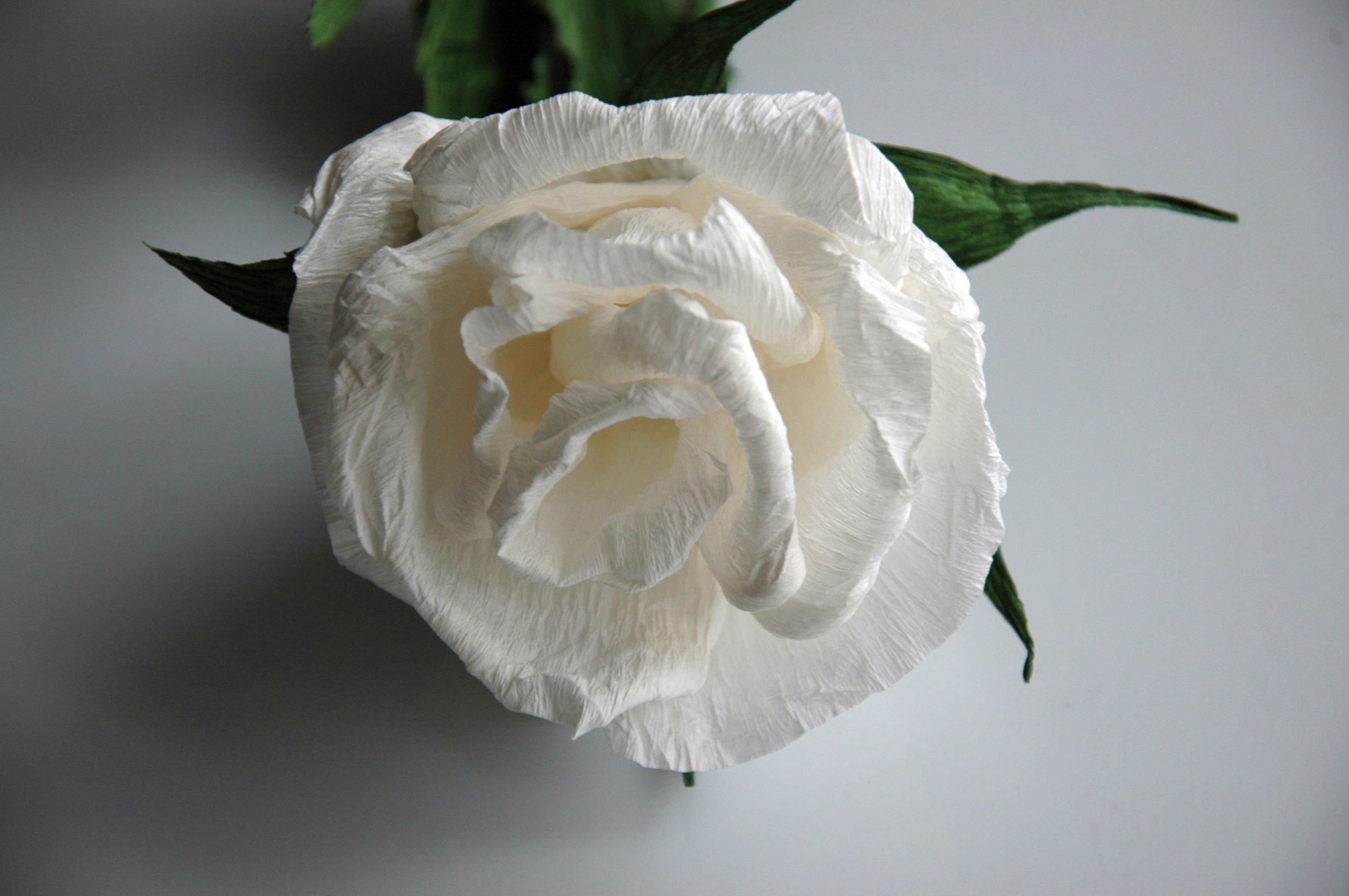 Kwiaty z bibuły - białe róże   DIY