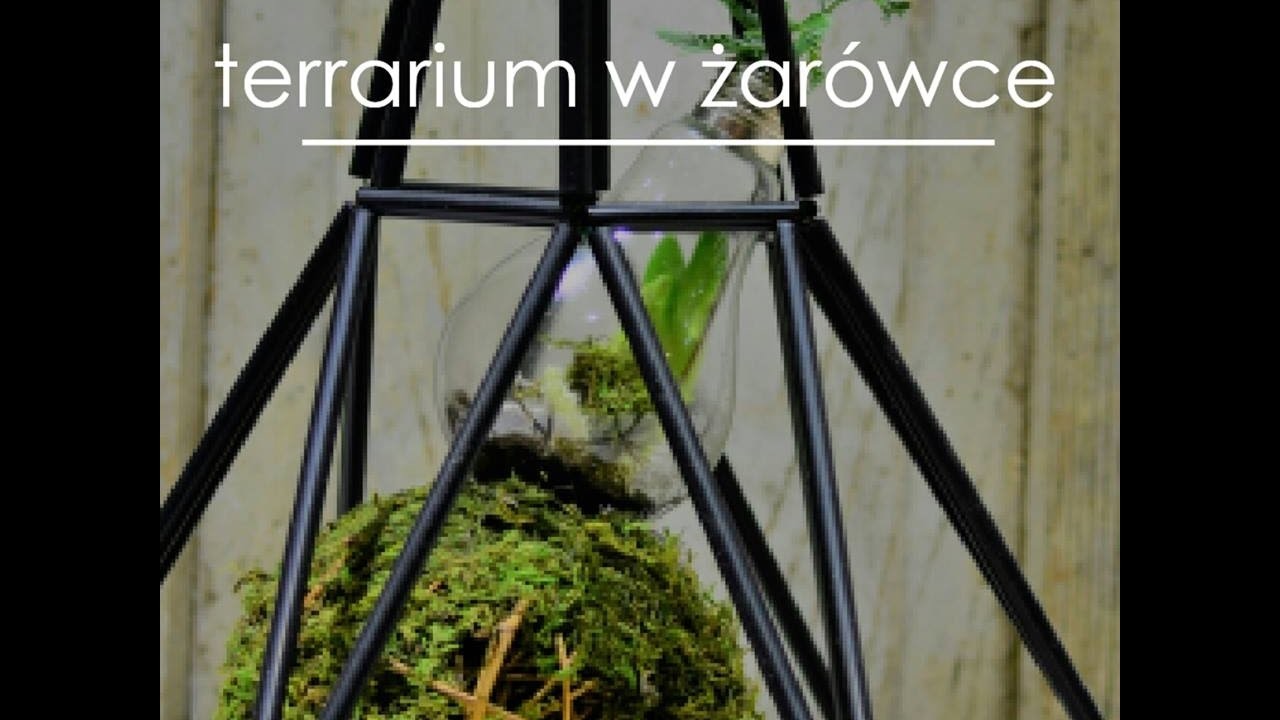 Zrób sobie swój mini ogródek w żarówce!  terrarium plants DIY