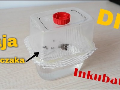 DIY Jak zrobić inkubator dla jaj patyczaków. How to make an incubator for insect eggs # 21