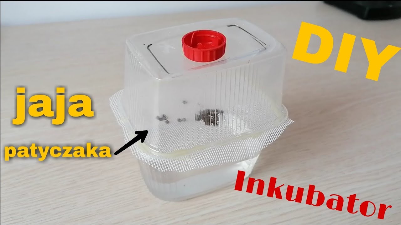 DIY Jak zrobić inkubator dla jaj patyczaków. How to make an incubator for insect eggs # 21