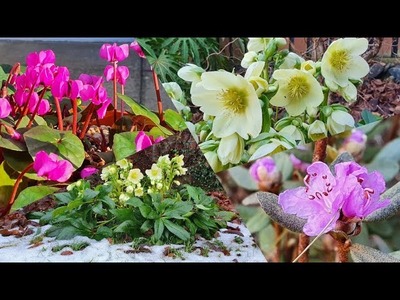 Styczniowe kwiaty w ogrodzie #zima #ogród #kwiary