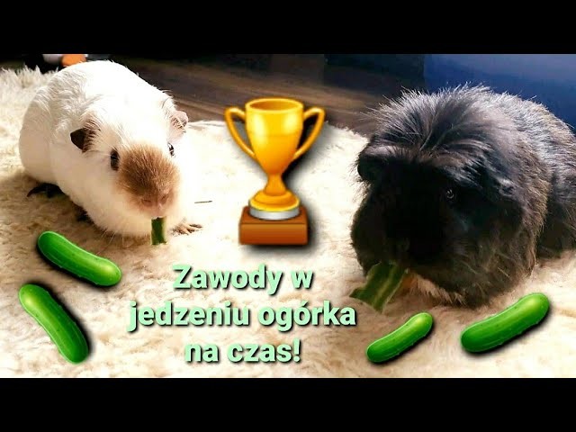 Zawody w jedzeniu ogórka na czas!????ŚWINKI MORSKIE  | PUCHATE ŁAPKI