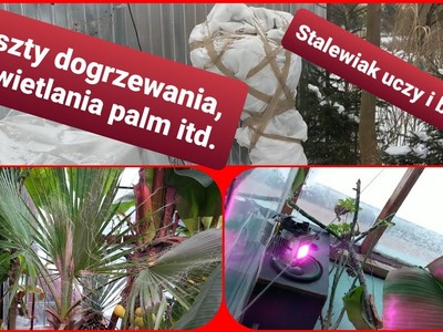 Koszt dogrzewania palmy, juki rostraty za styczeń 2021 w gruncie + doświetlanie w szklarni. Odc1274.