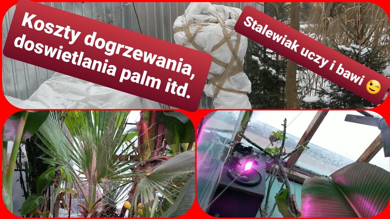 Koszt dogrzewania palmy, juki rostraty za styczeń 2021 w gruncie + doświetlanie w szklarni. Odc1274.