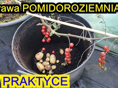 Uprawa Pomidoroziemniaka w Praktyce - KOMPLETNY FILMIK