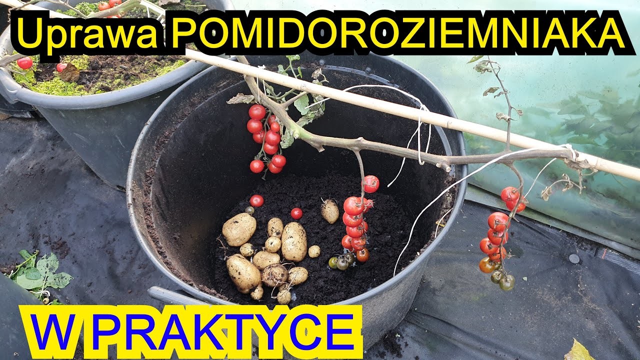 Uprawa Pomidoroziemniaka w Praktyce - KOMPLETNY FILMIK