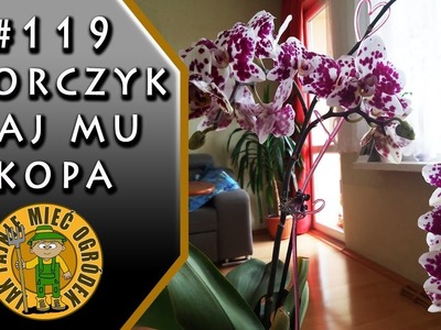 #119 Storczyk (orchidea) - jak zrobić nawóz do storczyków z czosnku?