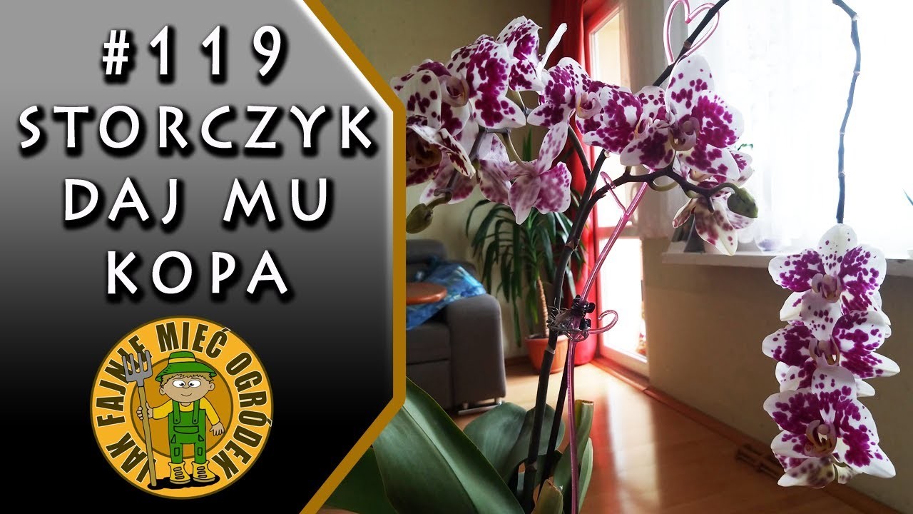 #119 Storczyk (orchidea) - jak zrobić nawóz do storczyków z czosnku?