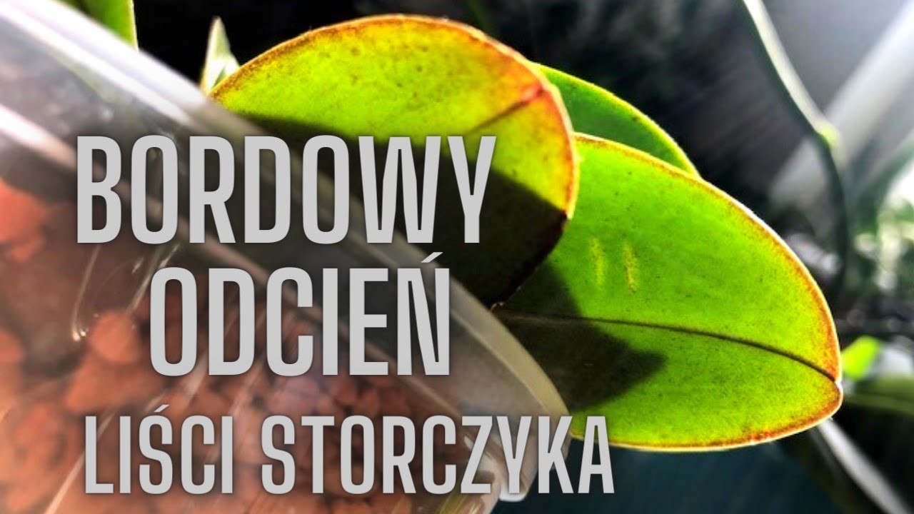 Co powoduje bordowe zabarwienie liści storczyka?