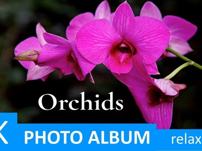 4K Orchids (phalaenopsis) - relaxing video, music therapy - Flowers - Nature