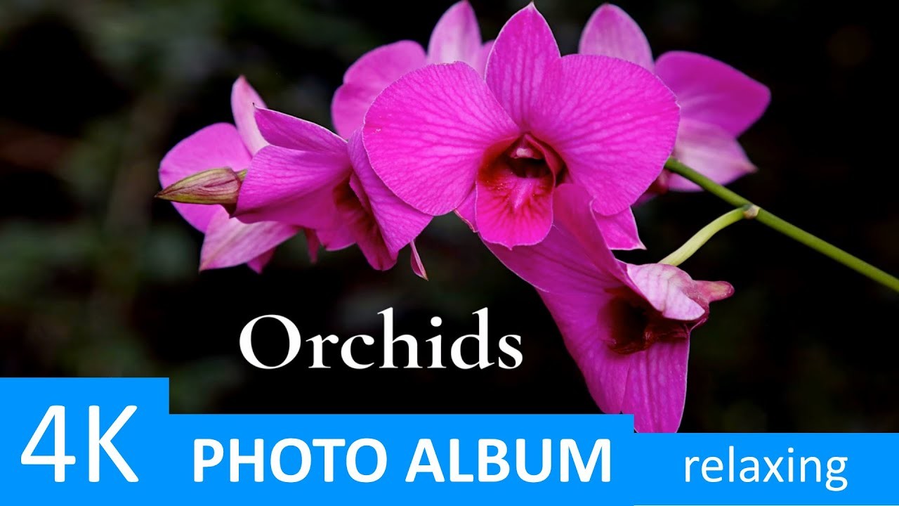 4K Orchids (phalaenopsis) - relaxing video, music therapy - Flowers - Nature
