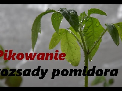 Pikowanie rozsady pomidora - miesiąc przed wysadzeniem do gruntu