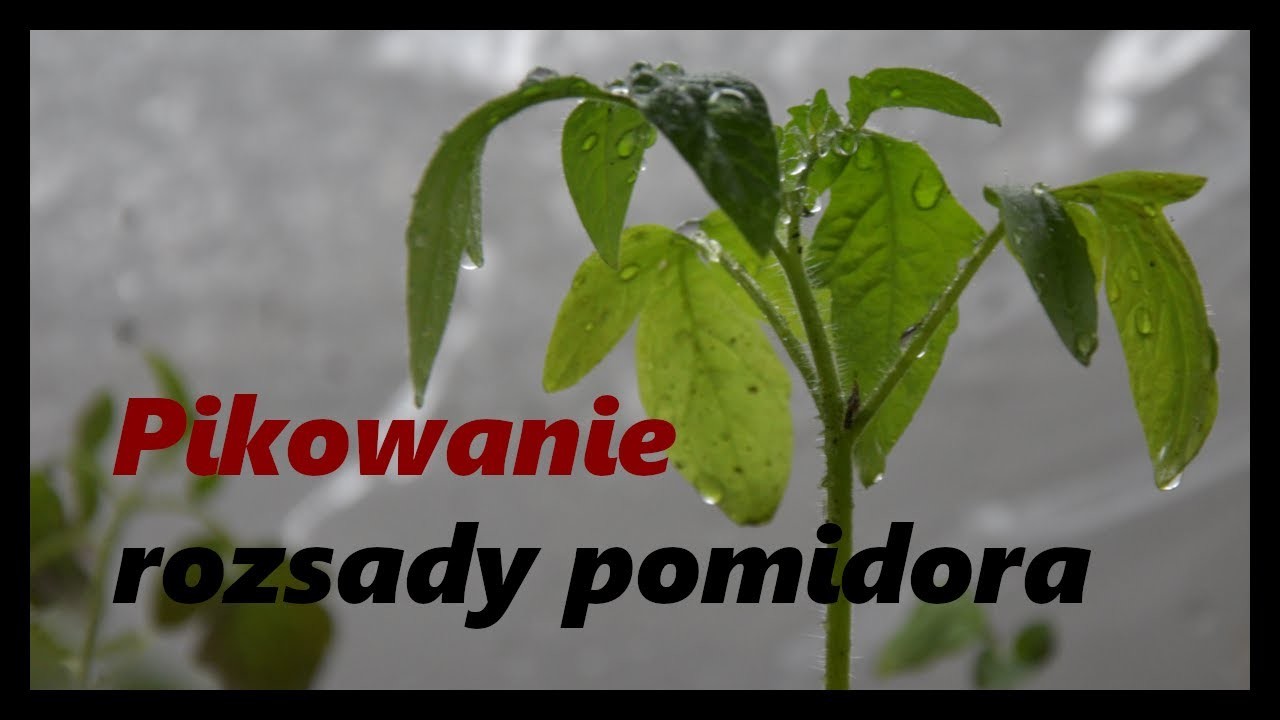 Pikowanie rozsady pomidora - miesiąc przed wysadzeniem do gruntu