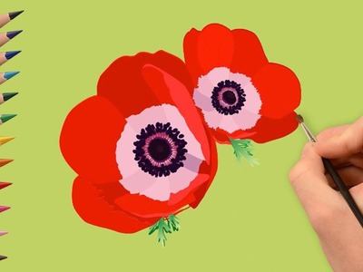 How to draw beautiful poppies