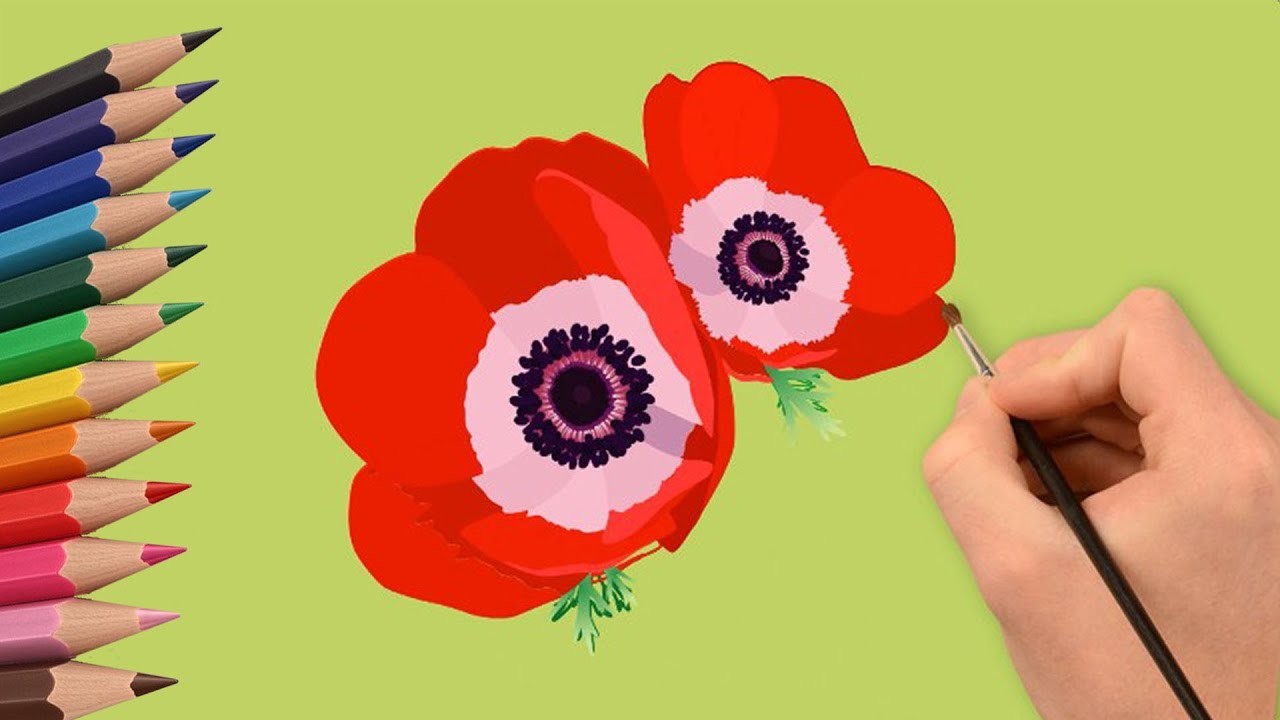 How to draw beautiful poppies