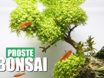 Jak szybko i prosto zrobić drzewko Bonsai do Akwarium