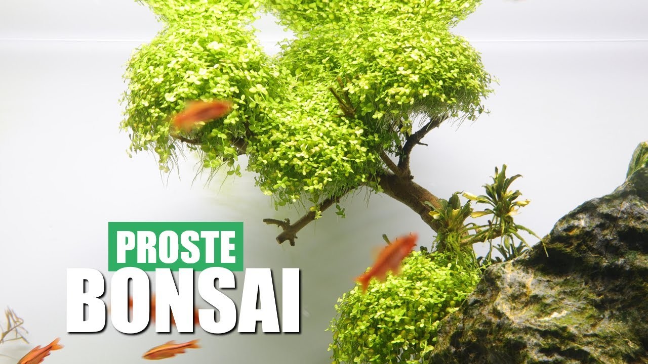 Jak szybko i prosto zrobić drzewko Bonsai do Akwarium