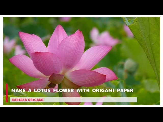 LOTUS FLOWER ORIGAMI | KERTASA ORIGAMI