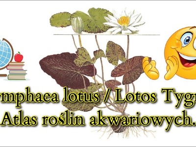 LOTOS TYGRYSI. Nymphaea lotus .Atlas roślin akwariowych. Poradnik dla początkujących akwarystów.