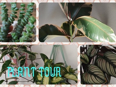 Nowa makrama i???? krotki plant tour????