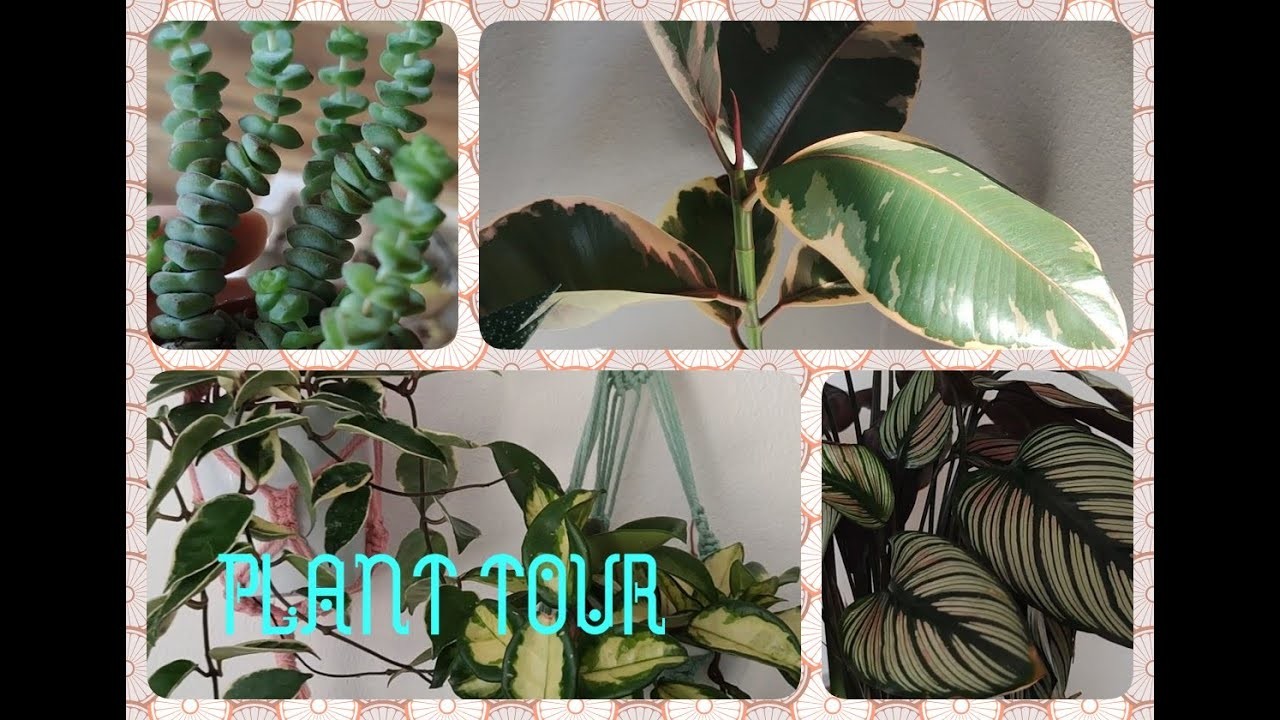 Nowa makrama i???? krotki plant tour????