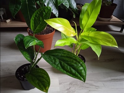 DWIE NOWE ROSLINY | PHILODENDRON MALAY GOLD , MONSTERA KARSTENIANUM