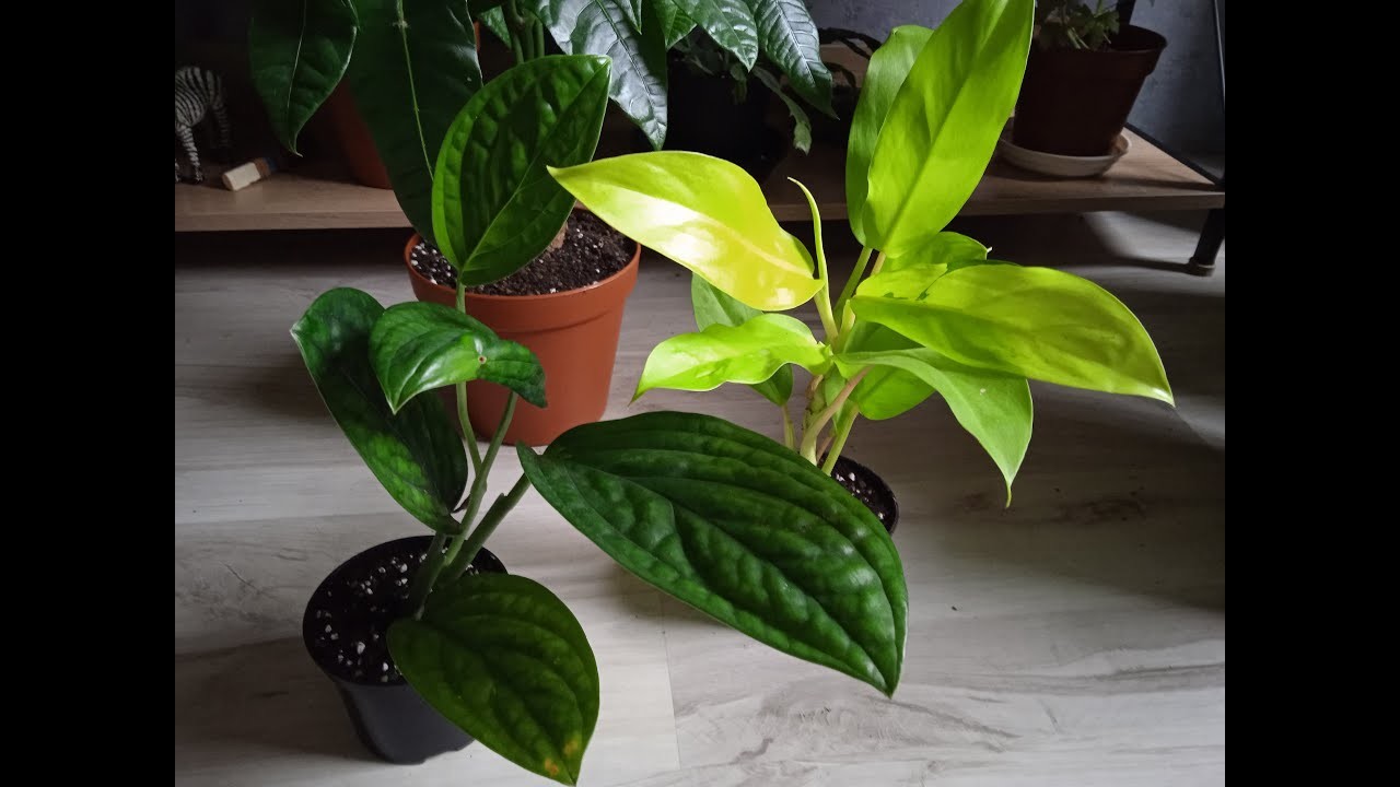 DWIE NOWE ROSLINY | PHILODENDRON MALAY GOLD , MONSTERA KARSTENIANUM