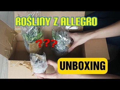 Unboxing roślin z Allegro ????