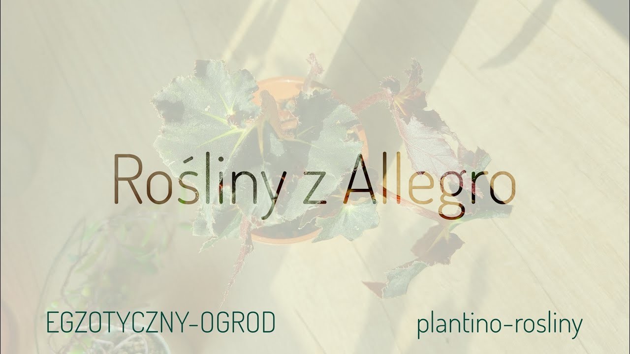 Unboxing * Rośliny z Allegro * EGZOTYCZNY-OGROD i plantino-rosliny* pakowanie, ceny, jakość
