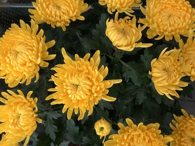 Jesienne kompozycje kwiatowe z wrzosem i dodatkami. Eldorado Kwiaciarnia Centrum Ogrodnicze Koszalin