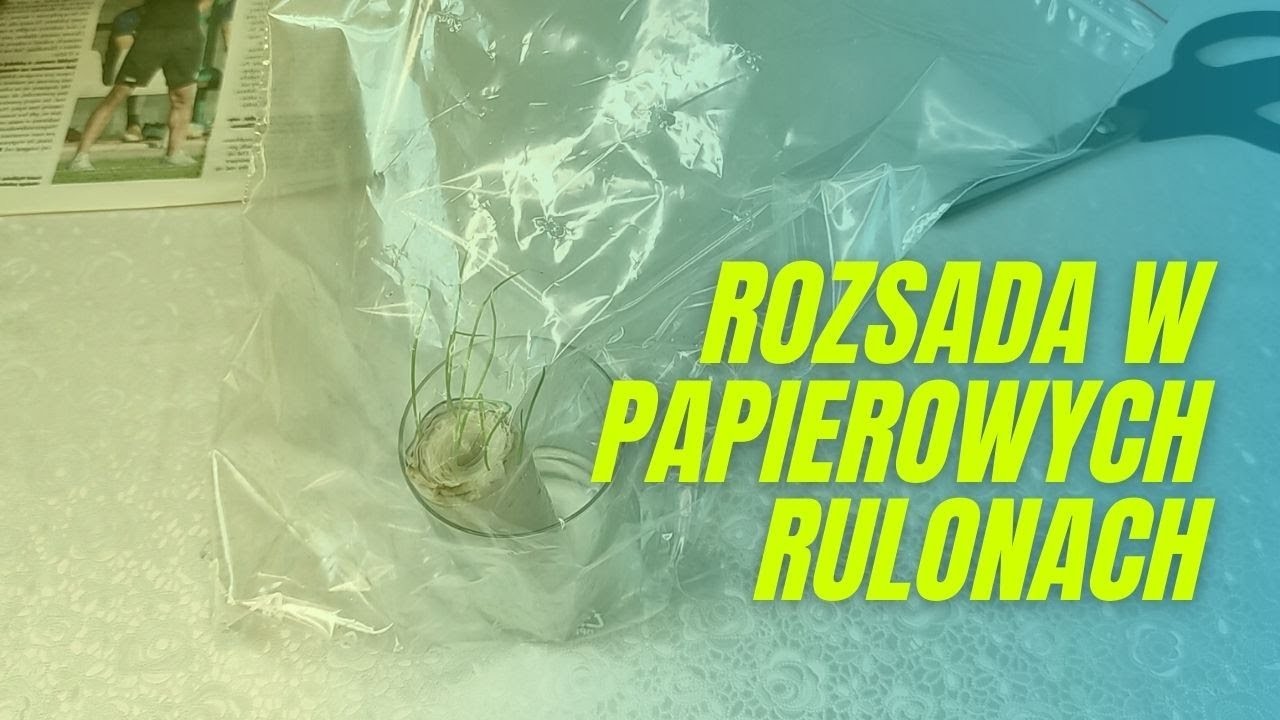 Siew nasion na rozsadę w papierowych rulonach