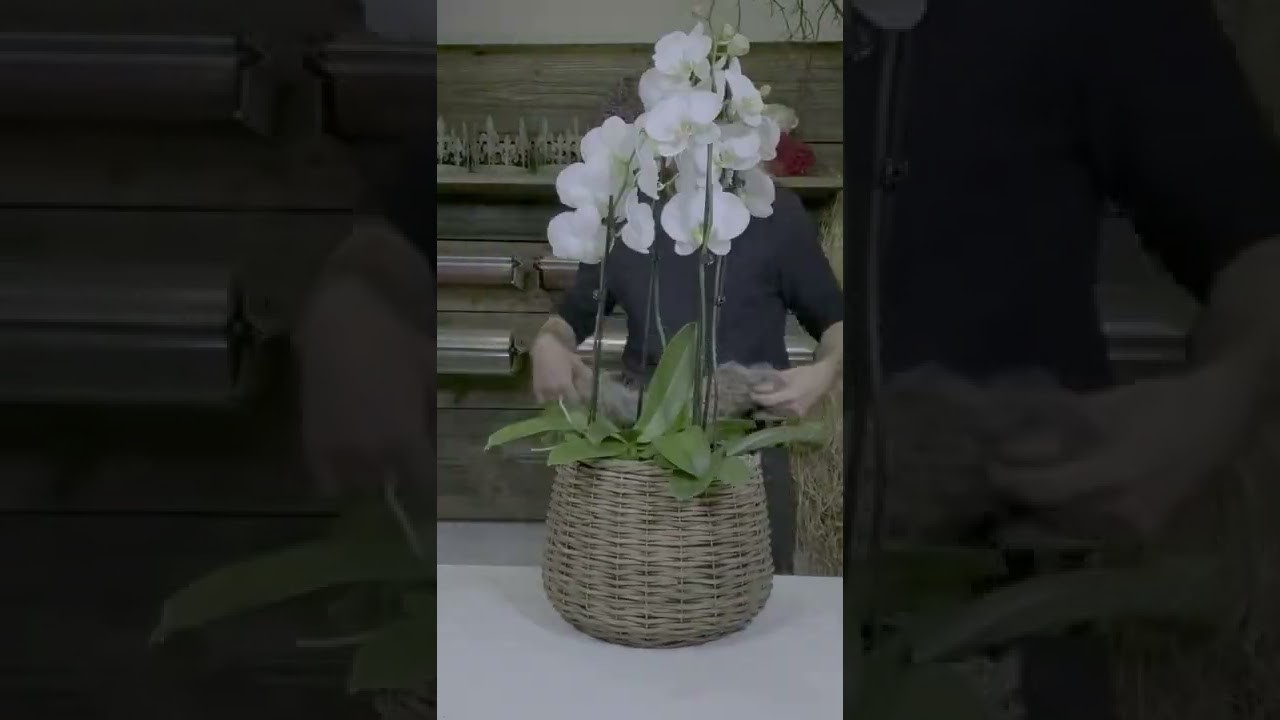 Deko Idee Orchidee im Korb